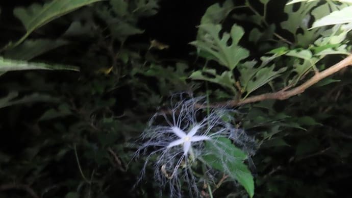 初めて見た、幻想的なカラスウリの花