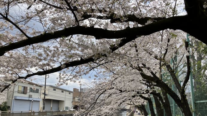 ジィジ氏とお花見・牡丹の開花を見る❀