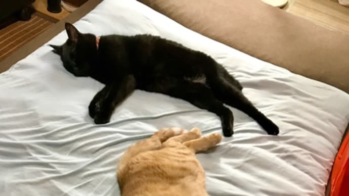 猫もNクールはひんやり〜