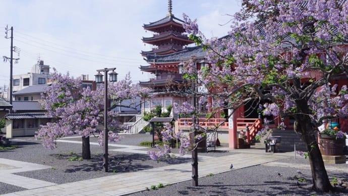 津市「津観音の桐の花」見てきました~(^^) 2023
