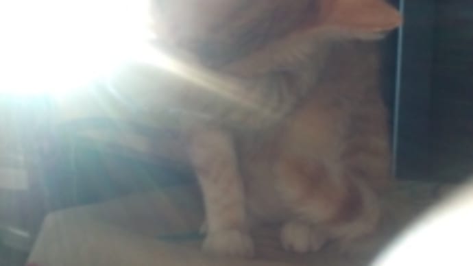 うれしいあさ