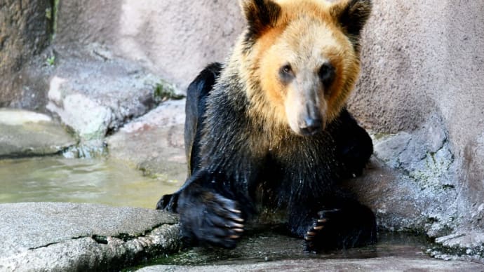 お松かな ヒグマさん