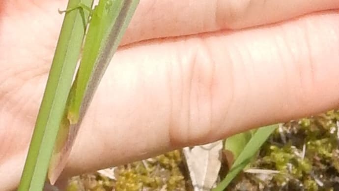 ショウリョウバッタモドキ20190809