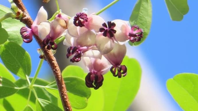 アケビとミツバアケビの花