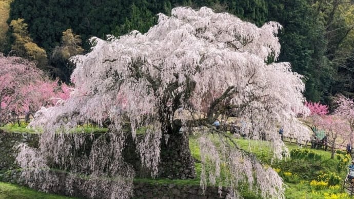 又兵衛桜(本郷の瀧桜)