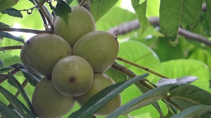 クルミの季節ですね～！　血圧・心臓・脳？
