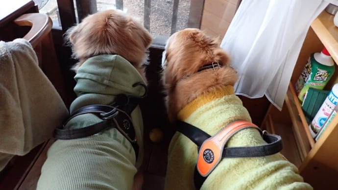 輸血と経過:供血犬は・・・(゜o゜)!