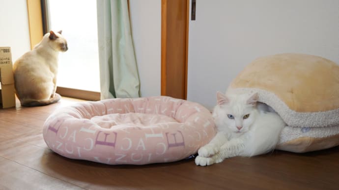 ユークちゃん最強説
