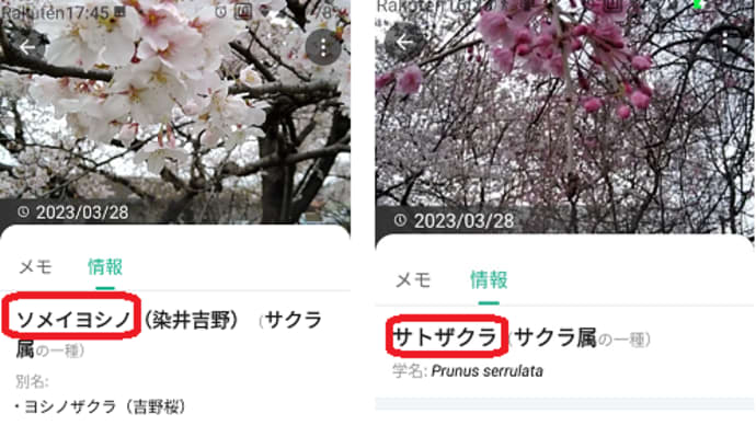染井くんから里くんへ