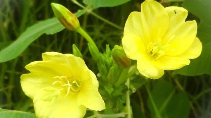 ドングリ踏み踏み