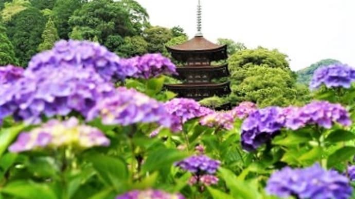 瑠璃光寺の紫陽花など