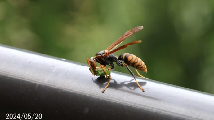 セグロアシナガバチ　が　幼虫の餌造り