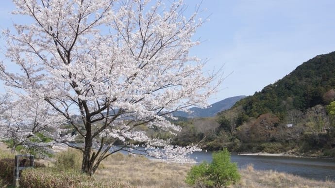 度会町「宮リバー度会パークの桜」見てきました~(^^) 2023