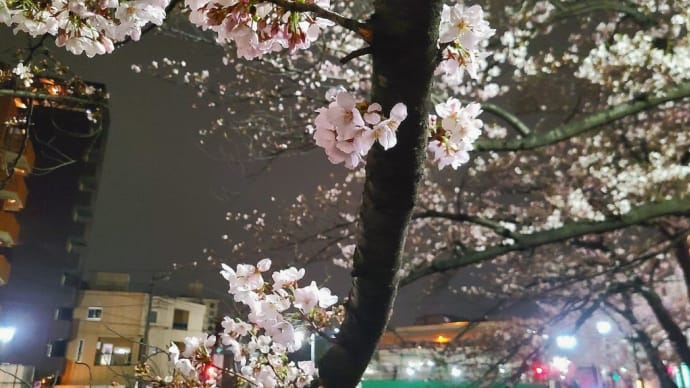 大人チックな夜桜