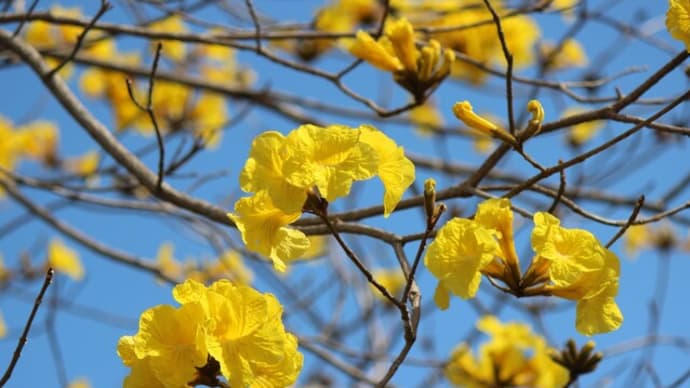 黄金色に輝くイッペーの花