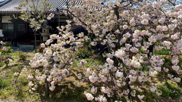 もこもこ八重桜は今が見頃