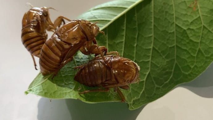 セミの抜け殻の種類と性別を調べてみました
