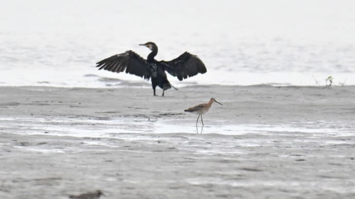 オグロシギ飛来&8月の渡り鳥調査隊&海と日本プロジェクト