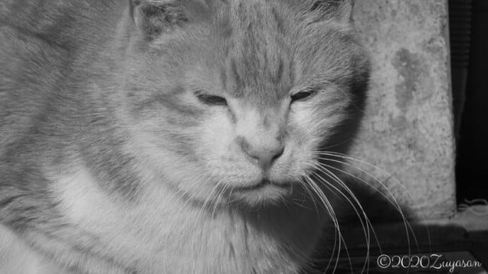 挨拶回り - from restaurants to cats -
