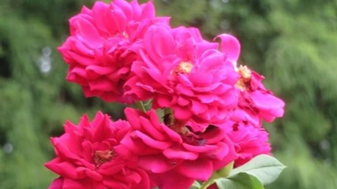 楽書き雑記「バラやヒマワリの『有終の美』を見てきました＝名古屋・庄内緑地公園」