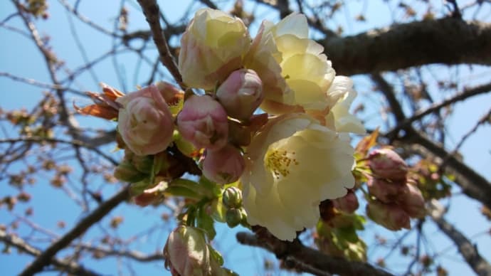 鬱金(うこん)桜が開花