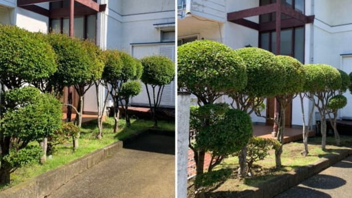 ドウダンの剪定作業と芝刈り作業