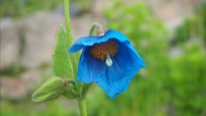 白馬五竜高山植物園 3