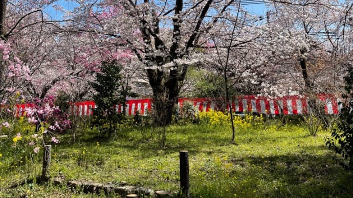 今年の桜とスピアーズの試合