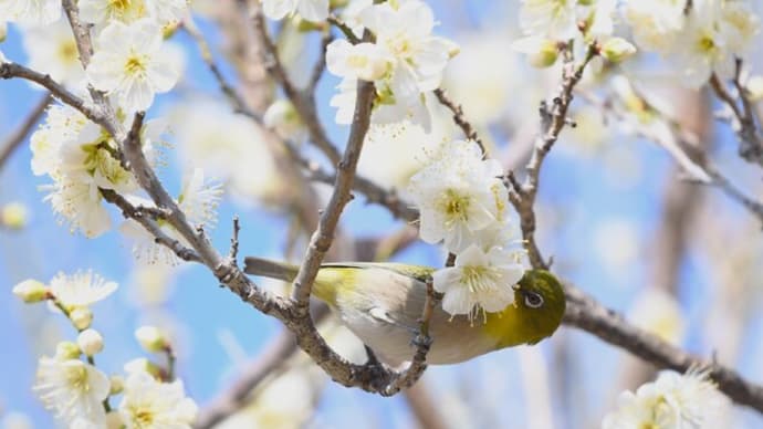 2025.03.01 公園散策