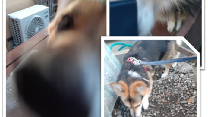 じじいとムギのおSUM歩ヴギ・・・ 近すぎるんだワン🐕
