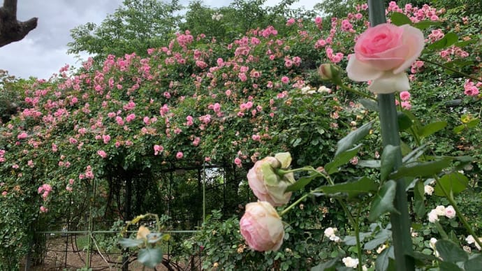 薔薇のトンネル【埼玉県川島町】