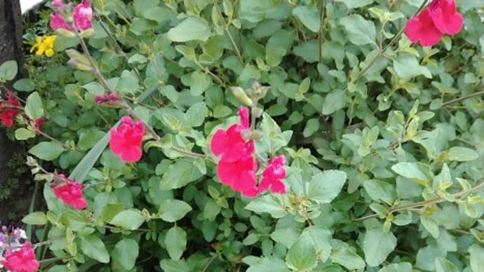 家の花たち、ずいぶん咲いてきました~~!