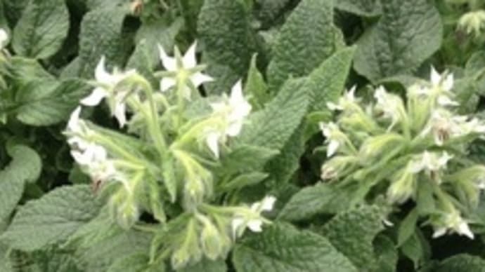 【こだわりの苗】高糖度トマトが🍅元気畑DE初収穫✌️露地栽培、大きな黄色い花がいっぱい🥺
