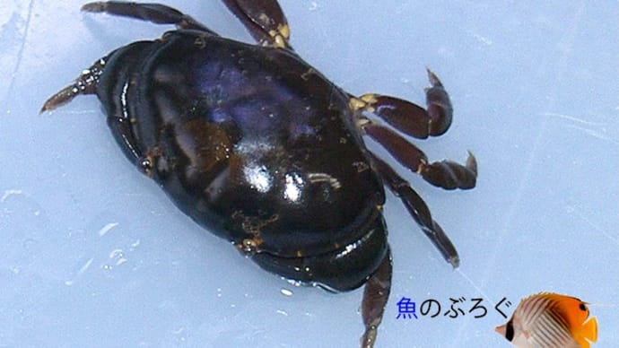 スベスベマンジュウガニ