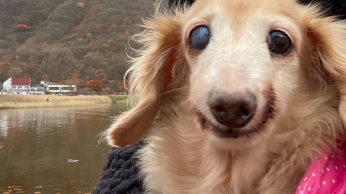 あらら…又歯が抜けて…U^ェ^U