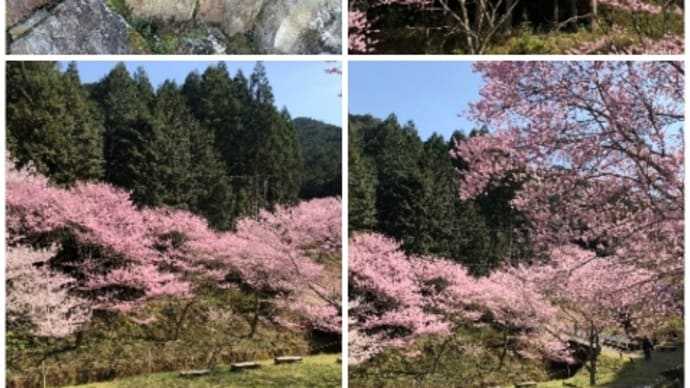 ♪ 三重県松阪市。 さくらの名所も数あるなかで、 春谷寺周辺のエドヒガン桜が凄い!