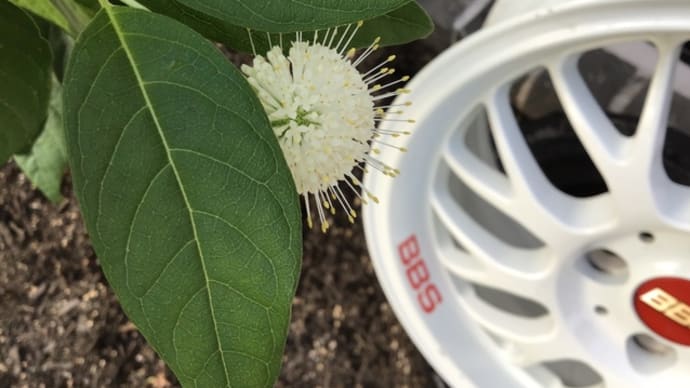 暑い中にも涼しい開花