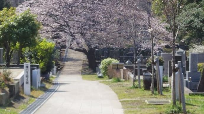 青山墓地の桜です