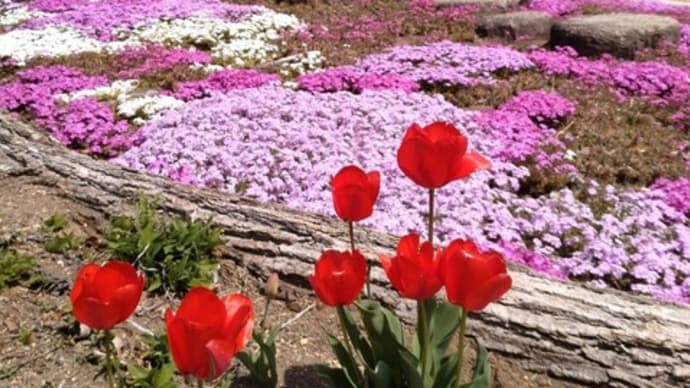 「ふじの咲く丘」の桜