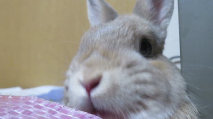 うさぎ学長!わちゃまる君!(その182)スリップ、わちゃまる君