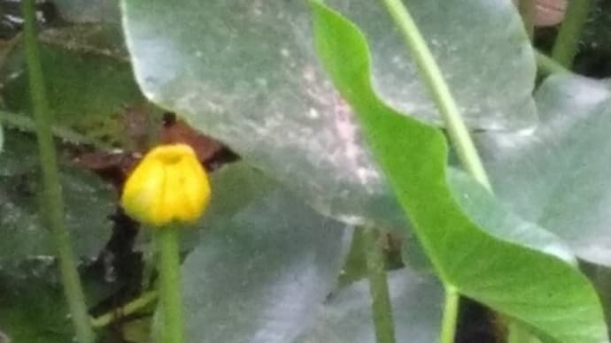 ベランダ菜園、順調に