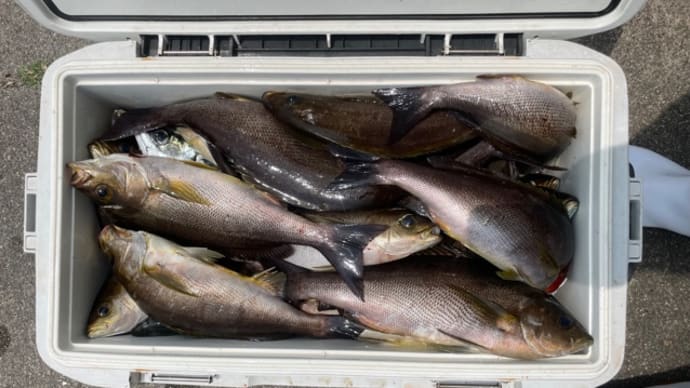 6日・釣果