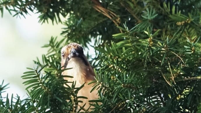物まね上手なミヤマカケス、