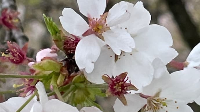 2024/04/20 息抜きになりました🌸