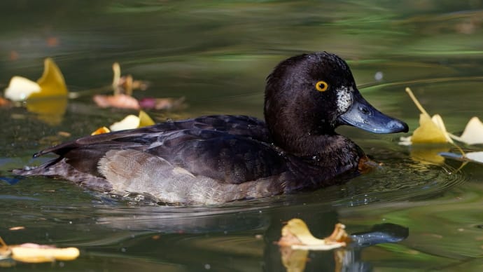 近所の池・・・池の鳥さん今日も五種盛りで!