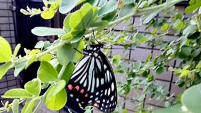 アカボシゴマダラ(蝶)がいた
