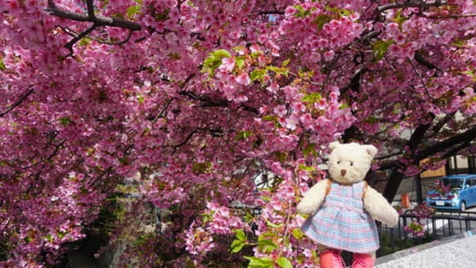 京都の春…早咲きの桜が満開の「一条戻橋」。「京都府立植物園」も春の花が迎えます。