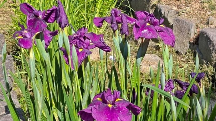 梅雨入り前の快晴に 初夏の花 花しょうぶ