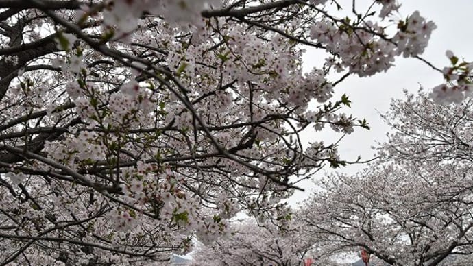 市川右岸 満開の桜並木 2017