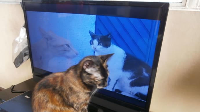 テレビの猫が気になるアイコ
